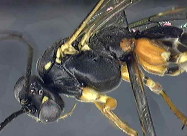 Ichneumonidae 2
